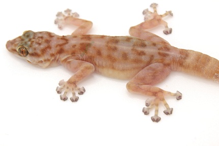 Вееропалый геккон (Ptyodactylus togoensis) от магазина ExoLife
