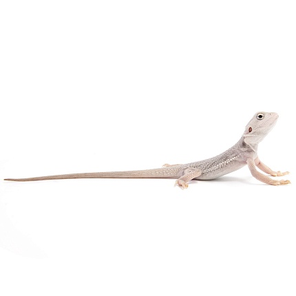 ПОД ЗАКАЗ: Бородатая агама "Zero Translucent" (Pogona vitticeps) от магазина ExoLife