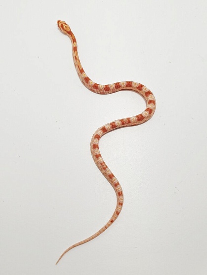 Маисовый полоз (морфа Albino) от магазина ExoLife