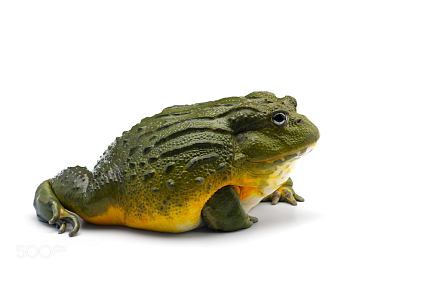 Лягушка водонос (Pyxicephalus adspersus) от магазина ExoLife