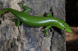 Смарагдовый сцинк (Lamprolepis smaragdina)