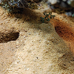 Субстрат для террариума "Herp Pottery"