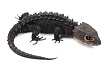 Крокодиловый сцинк (Tribolonotus gracilis)